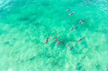 Delfiner ud for bugten ved Rainbow Beach 