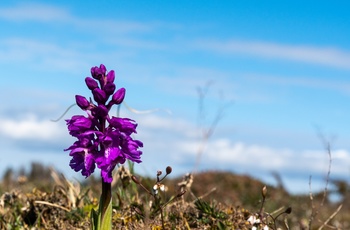 Eksotiske blomster på Stora Alvar naturområde, Øland, Sverige