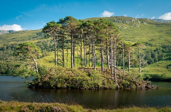 Øen Eilean na Moine i Loch Eilt - kendt fra Harry Potter