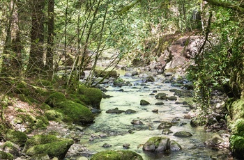 Reelig Glen i Skotland nær Inverness