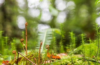 Reelig Glen i Skotland nær Inverness