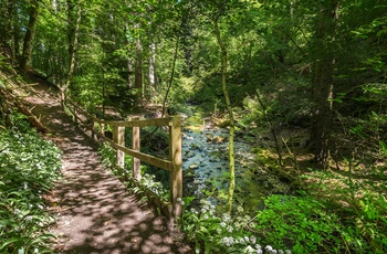 Reelig Glen i Skotland nær Inverness