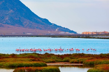 Cabo de Gata - beskyttet naturområde i det østlige Andalusien - Flamingoer på besøg