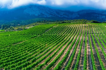 Vingården Bodegas Ysios i Baskerlandet i det nordlige Spanien - vinmarker
