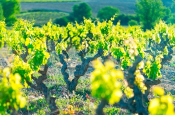 Vingården Bodegas Ysios i Baskerlandet i det nordlige Spanien - vinstokke