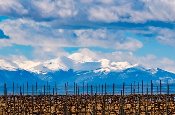 Vingården Bodegas Ysios i Baskerlandet i det nordlige Spanien - vinmarker om vinteren