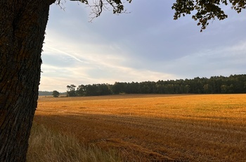 Timeloberg på Lüneburger Heide
