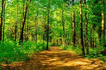 På skovvandring i foråret, Thüringer Wald ved Inselberg - © FDM Travel