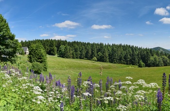Cykelruten Rennsteig-Radweg i Thüringen - © FDM Travel / Adobe Stock