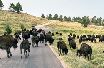 Bison i Custer State Park - South Dakota i USA