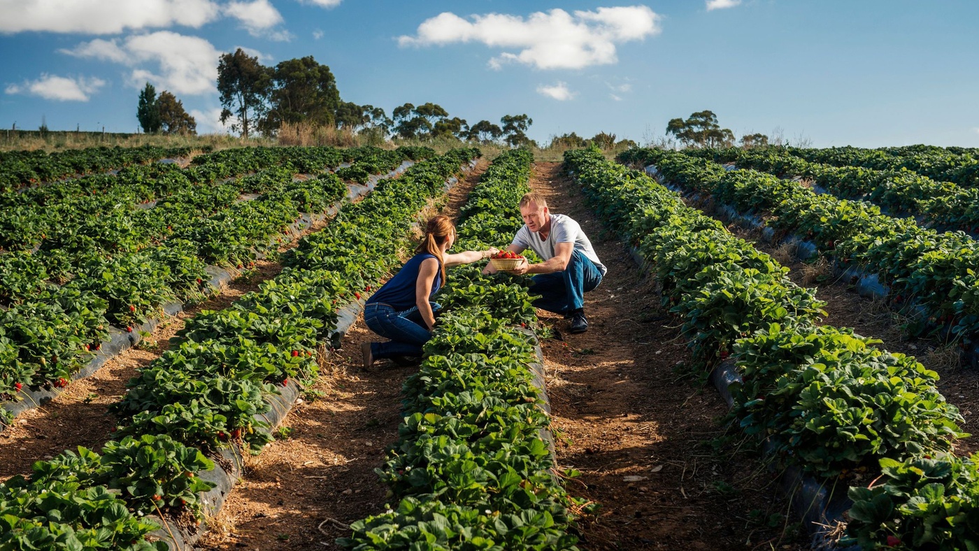 Beerenberg Strawberry Farm