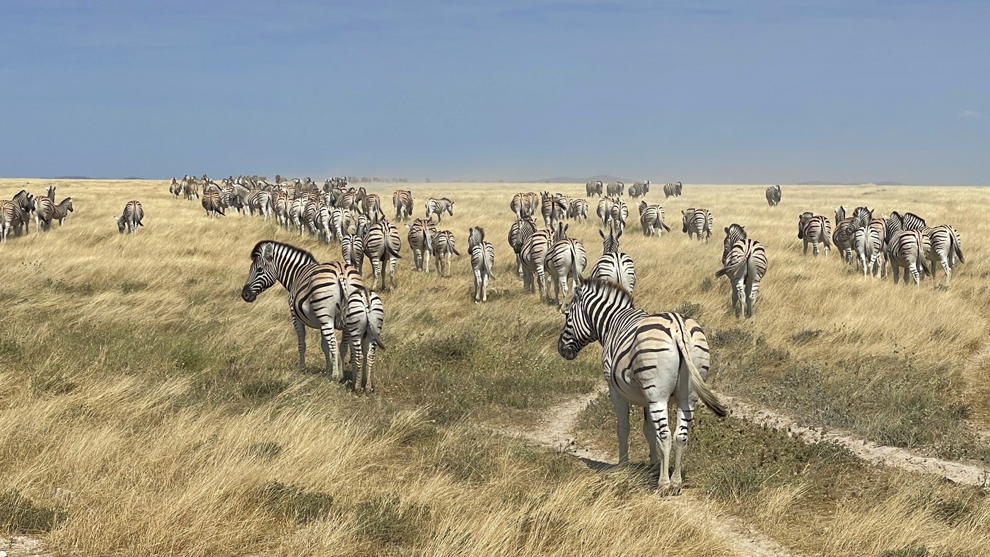 Zebraer i Etosha