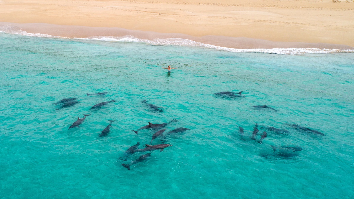 Eyre Peninsulas delfiner