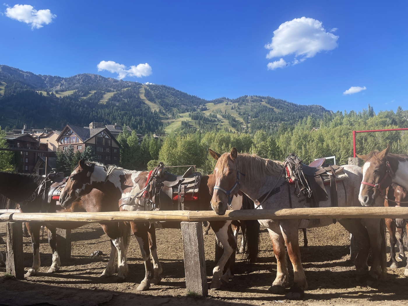 Heste klar til tur i Grand Teton National Park - Wyoming