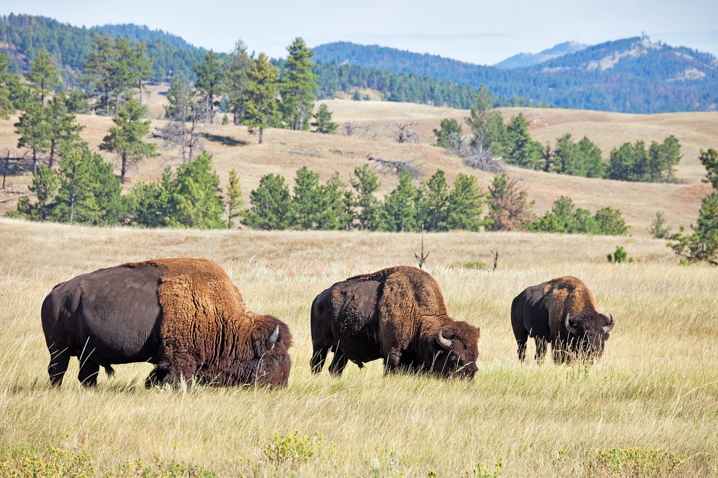 Bisoner i Custer State Park, South Dakota i USA